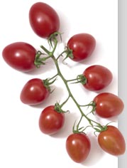 Tomaten